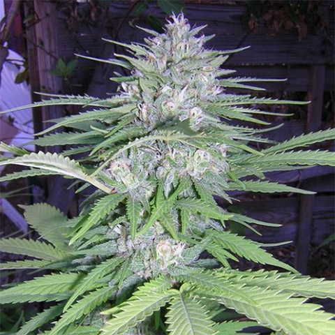 Big Bud Photo Fem-3922