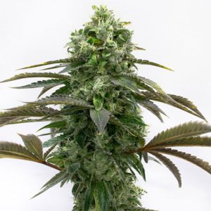 Black Demon OG Photo Fem-3404