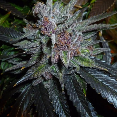 Black Purple Cheese Photo Fem-3786
