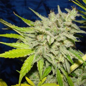 Black Widow Photo Fem-3053