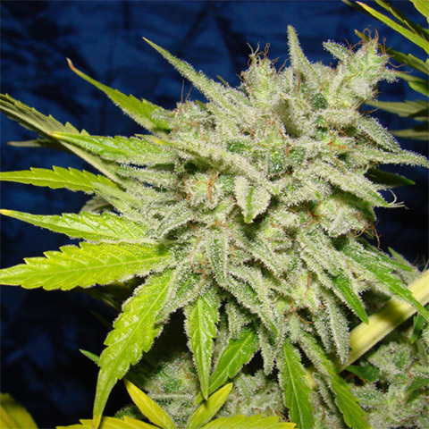 Black Widow Photo Fem-3053