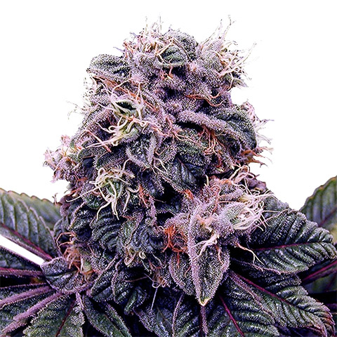 Blackberry Kush Photo Fem-0