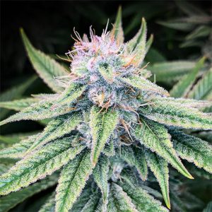 Blood Diamond OG Photo Fem-3163
