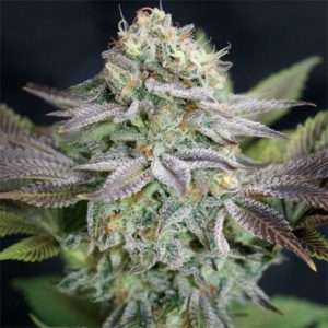 Blue Dream Photo Fem-2923