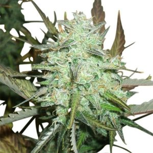 Blueberry Auto Fem-2888
