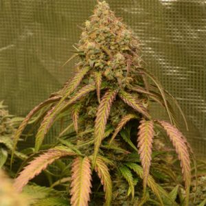 Bruce Banner Auto Fem-4048