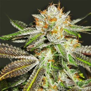 Bruce Banner Fast Photo Fem-4044