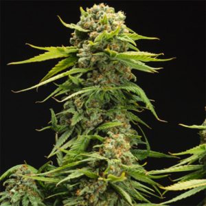 Bruce Banner Photo Fem-3304