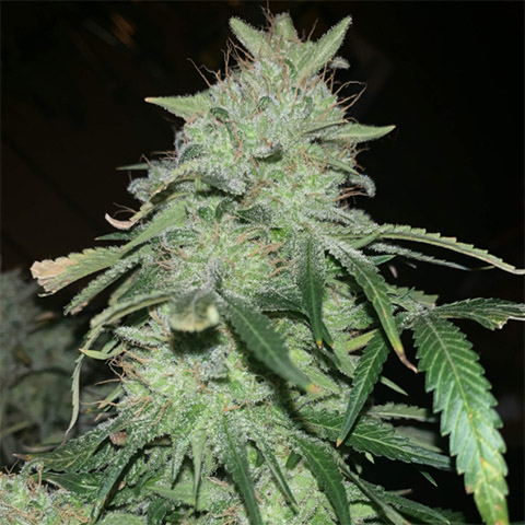 Bruce Banner Photo Reg-4035