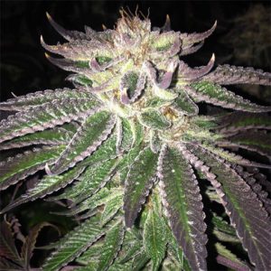 Bubba Kush Photo Fem-2808