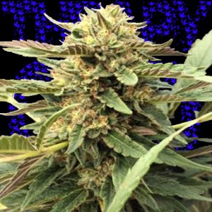 CBD Therapy Photo Fem-0