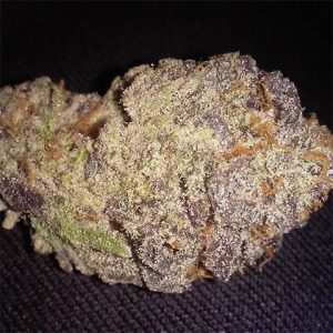 Candyland Peyote Photo Fem-4272