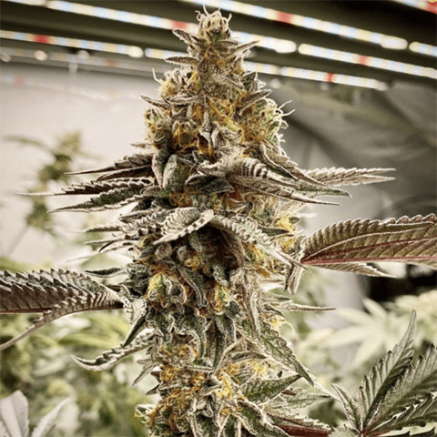 Cement Shoes Photo Reg-0