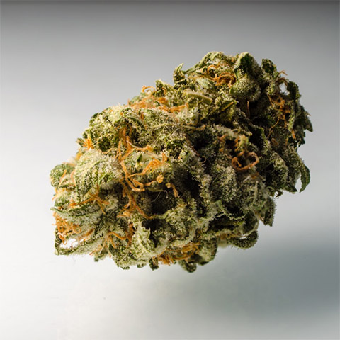 Chocolope Photo Reg-3408