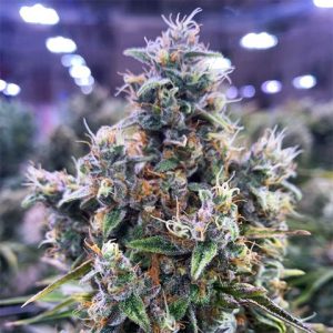 Chocolope Photo Fem-3220