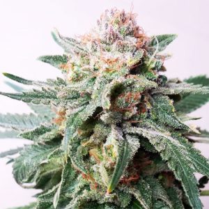 Critical Mass Auto Fem-3848