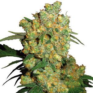 Big Bud Fast Photo Fem-0