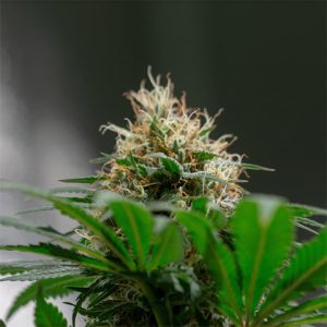 White Widow Fast Photo Fem-2529