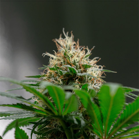 White Widow Fast Photo Fem-2529