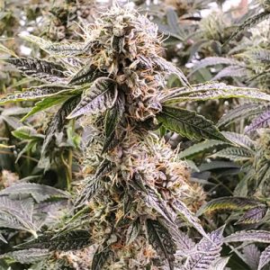 Fire OG Photo Fem-2908