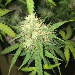 G13 Auto Fem-4016
