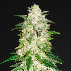 Gelato Auto Fem-3384