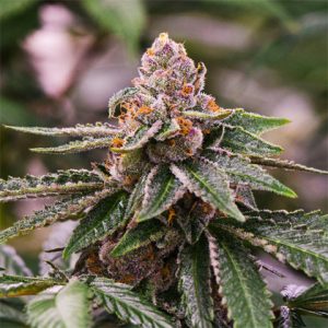 Gelato Photo Fem-4212