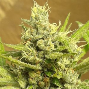Girl Scout Cookies Auto Fem-0