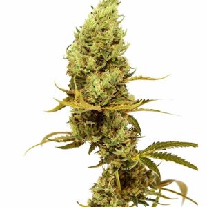 Gold Leaf Photo Fem-3047