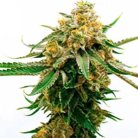 Sister Glue Lemon Photo Fem-3388