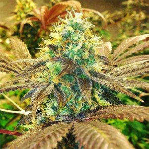Primate Zkittlez Photo Fem-3344