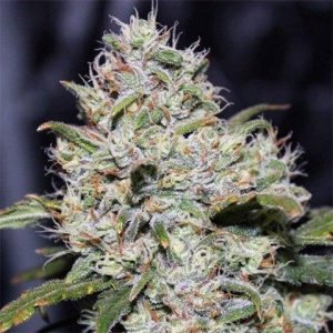 Primate Zkittles Photo Reg-3340