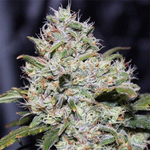 Primate Zkittles Photo Reg-3340