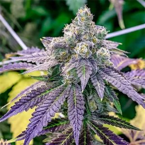 Grape Ape Photo Fem-3897