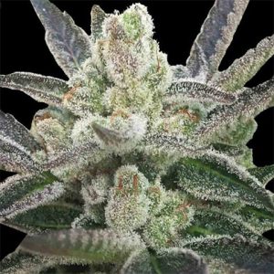 Hindu Kush Photo Reg-0