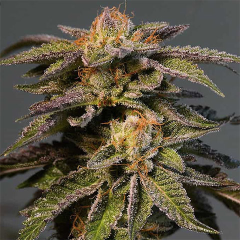 LA Confidential Photo Fem-3061