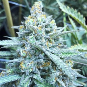 Lemon Tree Photo Fem-3735