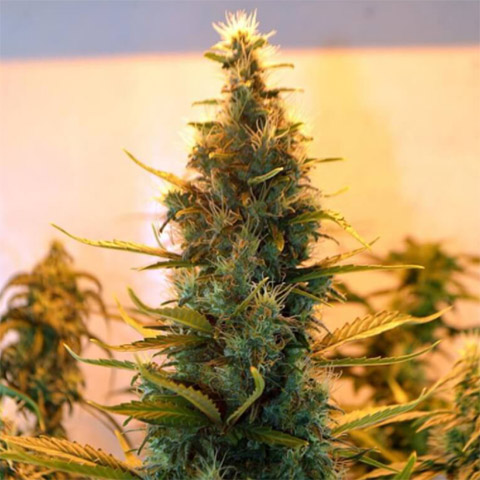 Lowryder Auto Fem-3039