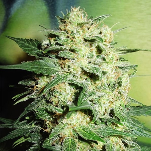 Northern Lights Photo Fem-2836
