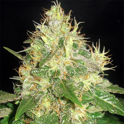 Northern Blueberry Auto Fem-3973