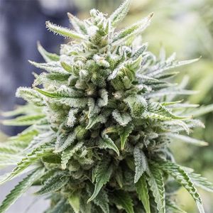 OG Kush Auto Fem-3932