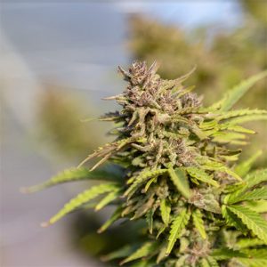 OG Kush Photo Reg-0