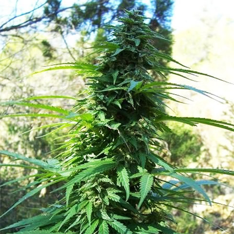 Pure Indica Photo Fem-0