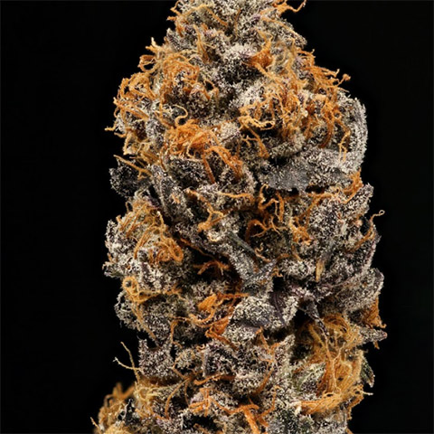 Purple Gelato Photo Fem-3402