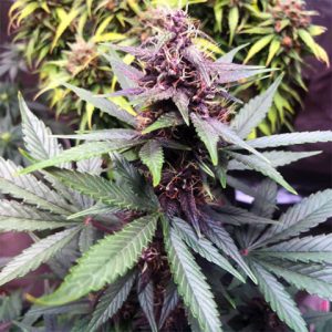 Purple Kush Auto Fem-3856