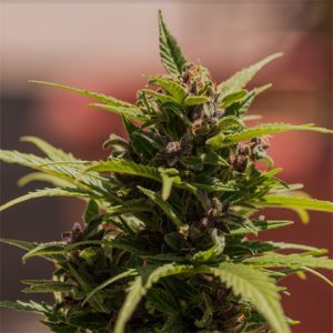 Purple Kush Photo Fem-2833