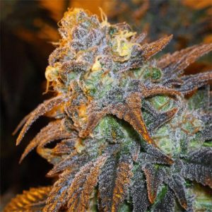 Shiskaberry Photo Fem-3713