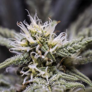 Skittles Photo Fem-3725