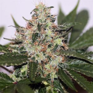 Skunk1 Auto Fem-0