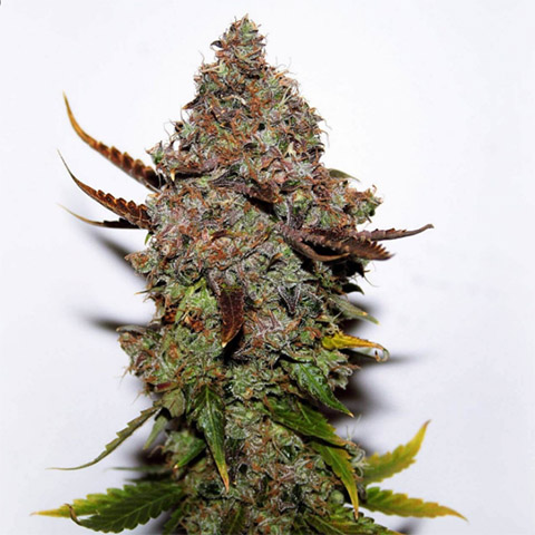 Skunk1 Photo Fem-0